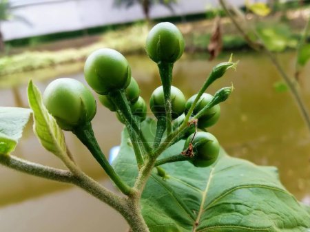 eine Fotografie einer Pflanze mit grünen Früchten, die darauf wachsen.
