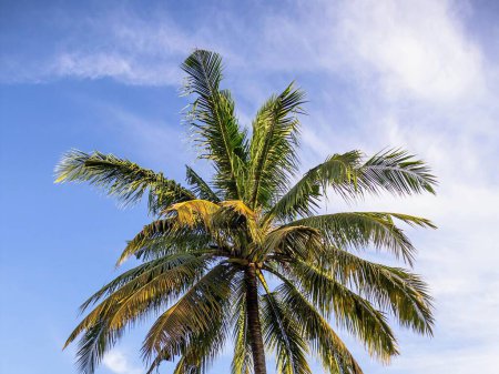 una fotografía de una palmera con un cielo azul en el fondo.