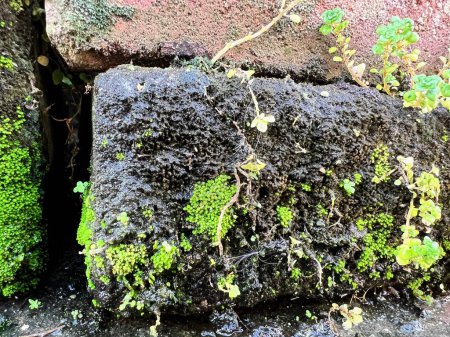 Foto de Una fotografía de una roca musgosa con una planta creciendo fuera de ella. - Imagen libre de derechos