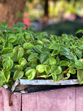 a photography of a planter with a lot of green leaves.