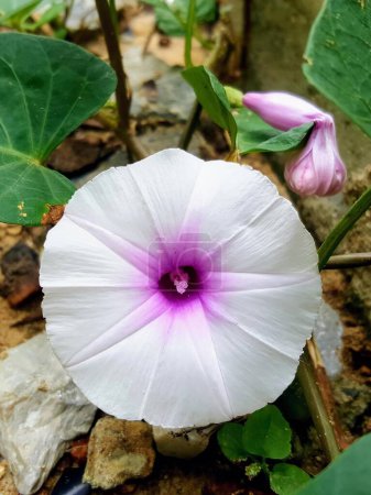 a photography of a flower with a purple center surrounded by rocks.