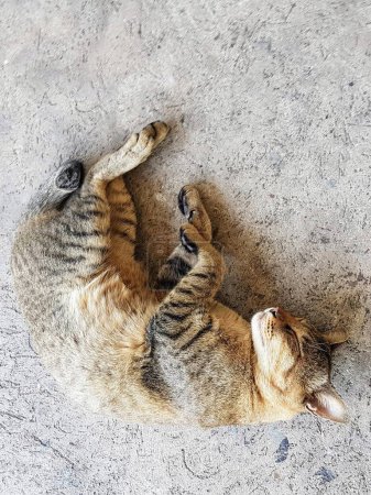 Téléchargez les photos : Une photographie d'un chat roulant sur le sol. - en image libre de droit