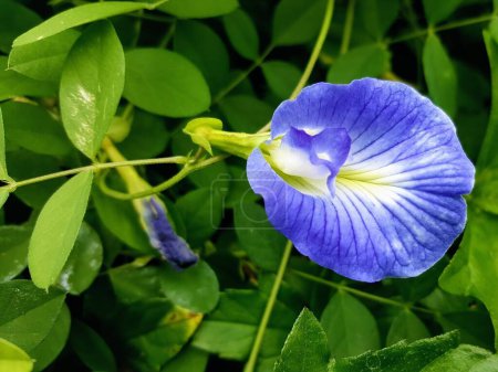 Photo for A photography of a blue flower with a white center surrounded by green leaves. - Royalty Free Image