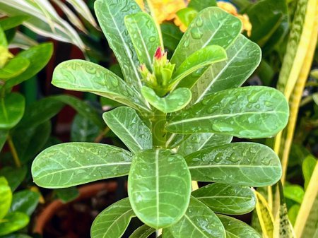 a photography of a plant with green leaves and yellow flowers.