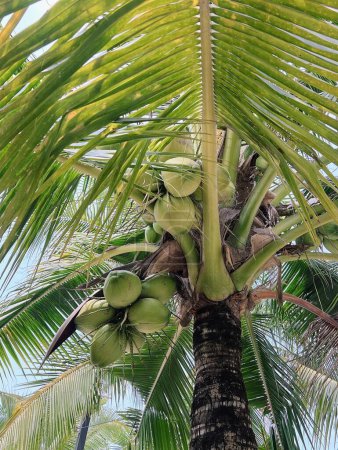 Photo for A photography of a coconut tree with a bunch of green coconuts. - Royalty Free Image