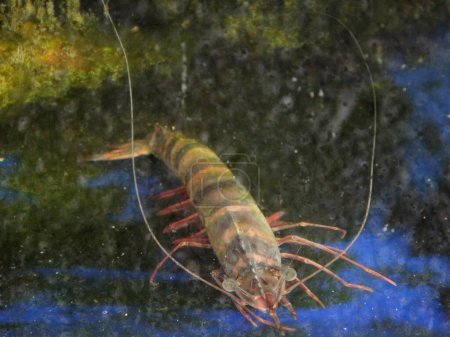una fotografía de un camarón en un tanque con agua y musgo.