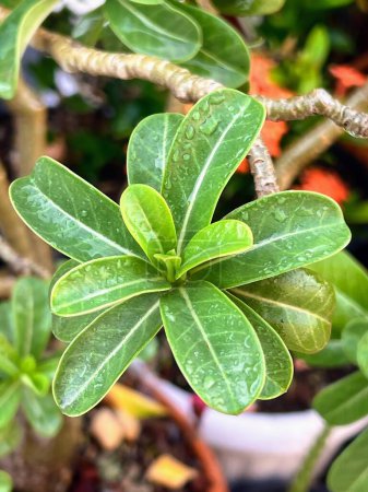 a photography of a plant with green leaves and water droplets.