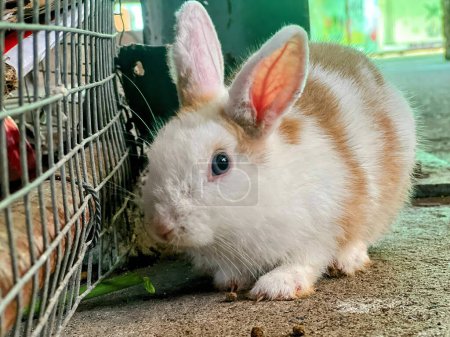 eine Fotografie eines Kaninchens im Käfig, das Futter isst.