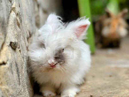a photography of a white rabbit with a fluffy face sitting next to a stone wall.