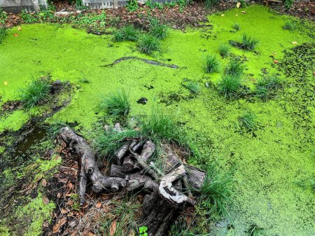 a photography of a swampy area with a tree stump and a green substance.