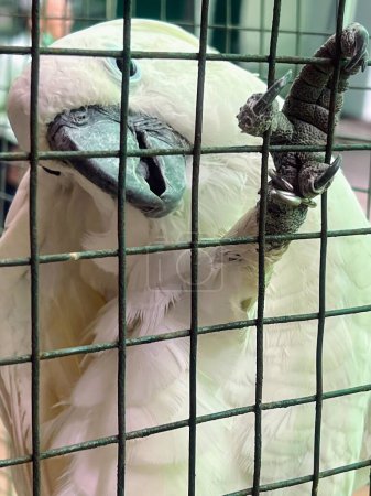une photographie d'un oiseau blanc avec un bec bleu dans une cage.