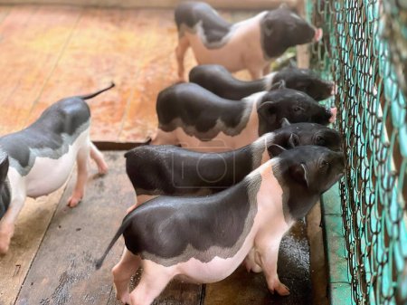 a photography of a group of small black and white pigs.
