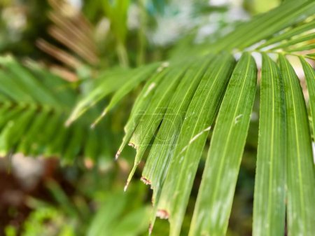 una fotografía de un primer plano de una hoja de palma con un fondo borroso.