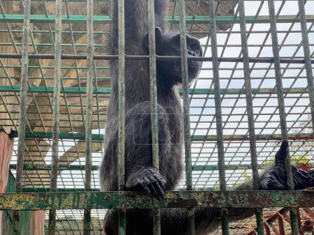 una fotografía de un gorila sentado en una jaula con sus patas en los barrotes.