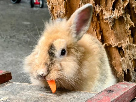 une photographie d'un lapin mangeant une carotte sur une table en bois.