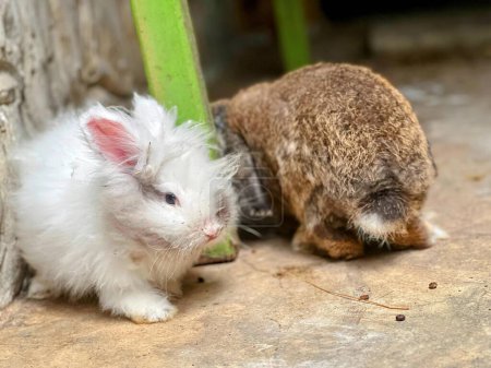 eine Fotografie eines kleinen weißen Kaninchens und eines braunen Kaninchens.