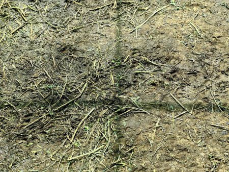 la photographie d'une tache de terre avec une petite plante qui en sort.