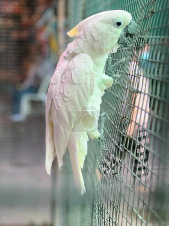 eine Fotografie eines weißen Vogels mit gelbem Schnabel thront auf einem Zaun.
