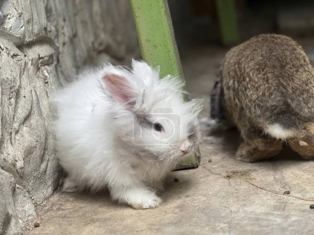 a photography of a white rabbit and a brown rabbit sitting next to each other.