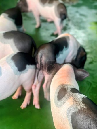 a photography of a group of pigs standing in a pool of water.