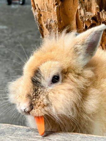 eine Fotografie eines Kaninchens, das eine Möhre auf einem Holztisch isst.