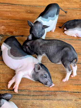 eine Fotografie einer Gruppe kleiner Schweine, die auf einem Holzboden liegen.