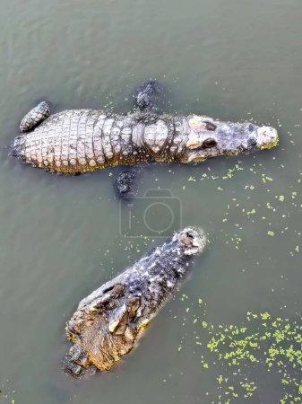 a photography of two alligators in the water with algae on the ground.