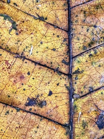a photography of a leaf with a brown and yellow pattern.