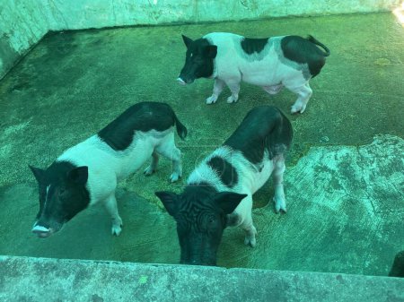 eine Fotografie von drei schwarz-weißen Schweinen in einem Stall.