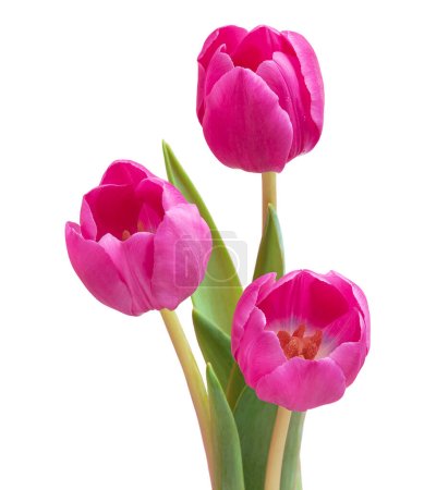 Bukiet trzech różowych tulipanów. Izolacja na białym tle