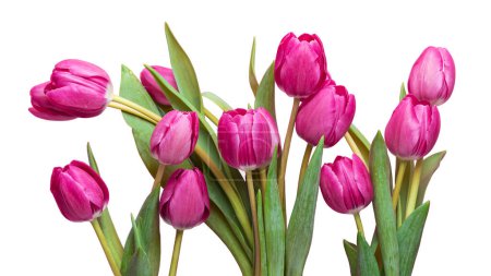 Różowe tulipany z zielonymi liśćmi Izolować na białym tle