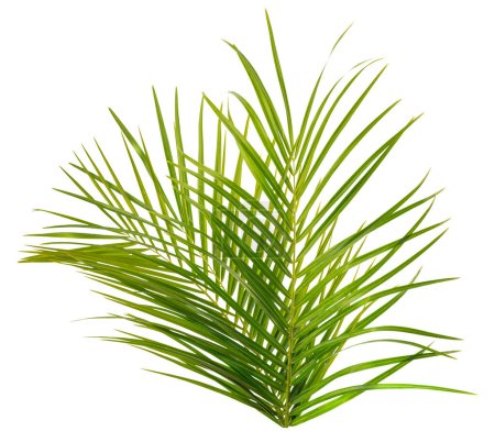 Tropical palm leaf. Isolate on white background
