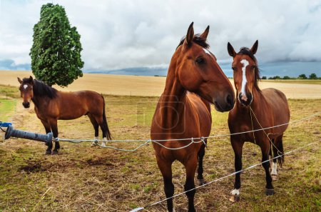 Bay horses graze in a meadow against a stormy sky