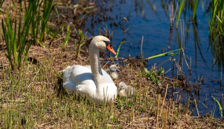 Un cisne con polluelos en el matorral junto al estanque