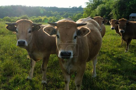 Téléchargez les photos : Vaches d'Aubrac, dans leur prairie en Auvergne, portraits - en image libre de droit