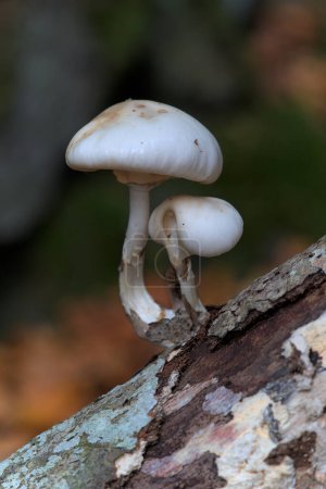 Téléchargez les photos : Petits champignons blancs à la racine, Collybie visqueuse, Collybie mucide, Armillaire visqueuse (Mucidula mucida) - en image libre de droit