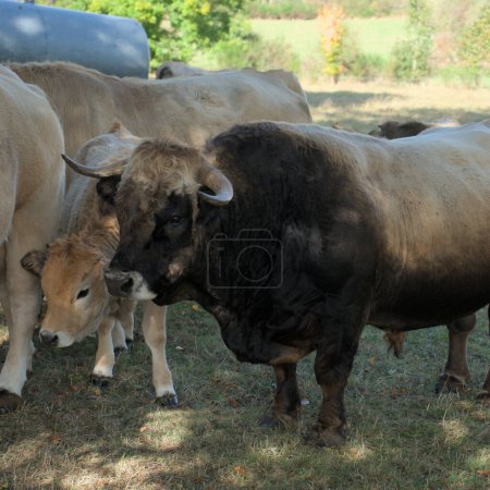 Téléchargez les photos : Veau et taureau aubrac dans leur prairie en Auvergne, France - en image libre de droit