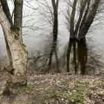 Spring flood. Old trees in the water.