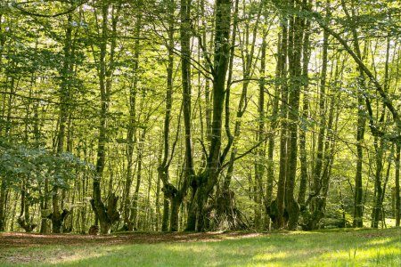 Beech forest of Urkiola Natural Park in Basque Country, Spain.