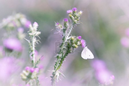 Ein Schmetterling sitzt auf einer Distel, um den Nektar aus der violetten Blüte zu saugen. Horizontale Ansicht. Kopierraum. Schöne und zarte Natur. Lila und grüne Farben.