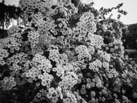 A bush of white flowers with selective focus on a natural background on a sunny day, black and white photo.