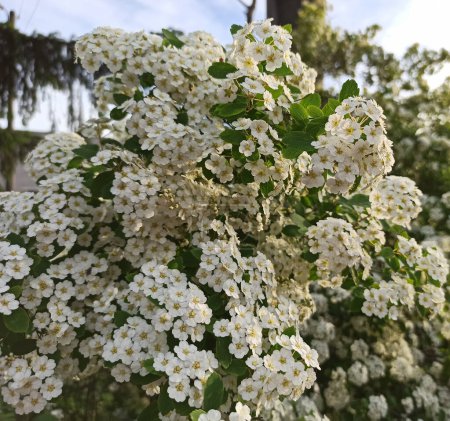 Photo for A bush of white flowers close together on a natural background on a sunny warm day in a park area. - Royalty Free Image