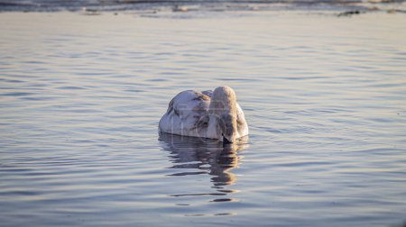 Fotografía horizontal a color de un cisne buceando bajo el agua, con los bordes congelados del estanque en la distancia.