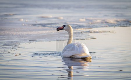 Fotografía horizontal a color de un cisne solo en el agua, comiendo algas, con los bordes congelados del estanque en la distancia.