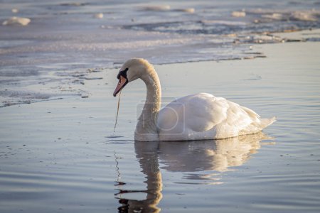 Fotografía horizontal a color de un cisne solo en el agua con los bordes congelados del estanque en la distancia.