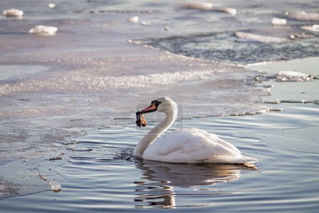 Foto horizontal a color de un cisne solo en el agua con los bordes congelados del estanque en la distancia.