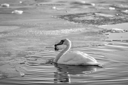 Foto horizontal en blanco y negro de un cisne solo en el agua con los bordes congelados del estanque en la distancia.