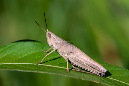 Common field grasshopper sitting on a green leaf in summer day. Selective focus.