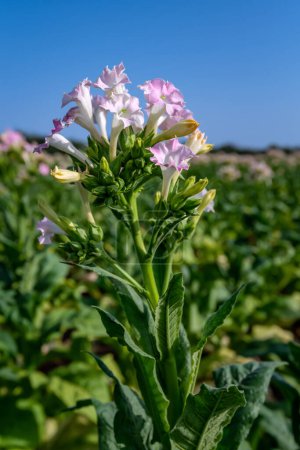 Blühende Tabakpflanzen auf dem Feld der Tabakplantage vor blauem Himmel. Selektiver Fokus.