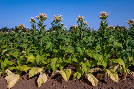 A tobacco plantation with ripe leaves and blooming flowers on a sunny summer day.